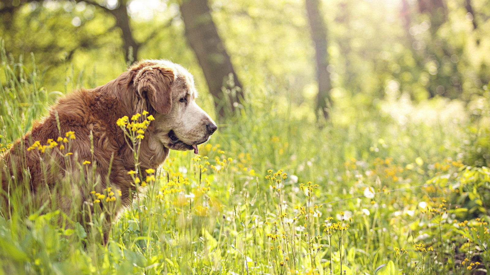 1920x1080 piksel, hayvan, sevimli, köpek, Köpekler, arkadaş canlısı, köpek yavrusu