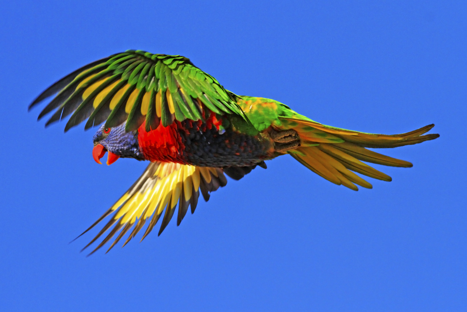 zima, Příroda, detailní, inflight, odpoledne, Volně žijících živočichů, Papoušek, Austrálie, modrá obloha, Victoria, rainbowlorikeet, influenza, národní geografie, ptáčník, Stkildabeach, makrofotografie, portphillipbay, trichoglossushaematodus, concordians, slbflying