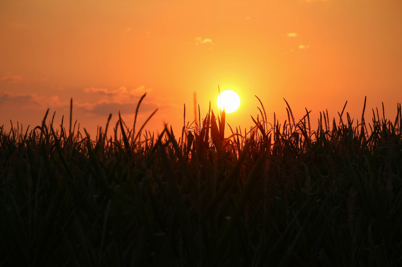 slunečnímu záření, západ slunce, Příroda, tráva, nebe, pole, fotografování, svítání, večer, ráno, slunce, atmosféra, pšenice, svítání, prérie, 2048x1365 px, oříznutí, počítač tapeta, odlesk, tráva rodina, potravy zrní, zboží, ekoregion