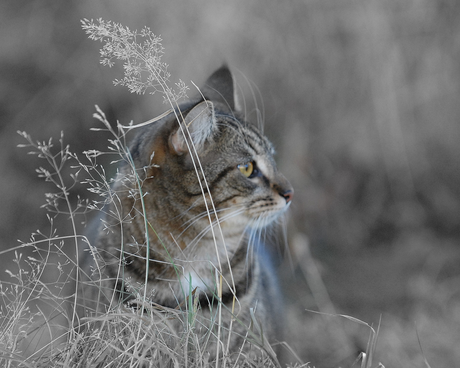 Katze, Gras, Tiger, Tierwelt, Nikon, Whiskers, Haustiere, Haustier, Kitty, wilde Katze, Tier, Katzen, Fauna, Säugetier, Platinumfoto, D200, Katze wie Säugetier, Schnauze, Kleine bis mittelgroße Katzen, Tabby katze, Häusliche kurzhaarige Katze, Tabby, Kissablekat, Cc100, stock photography