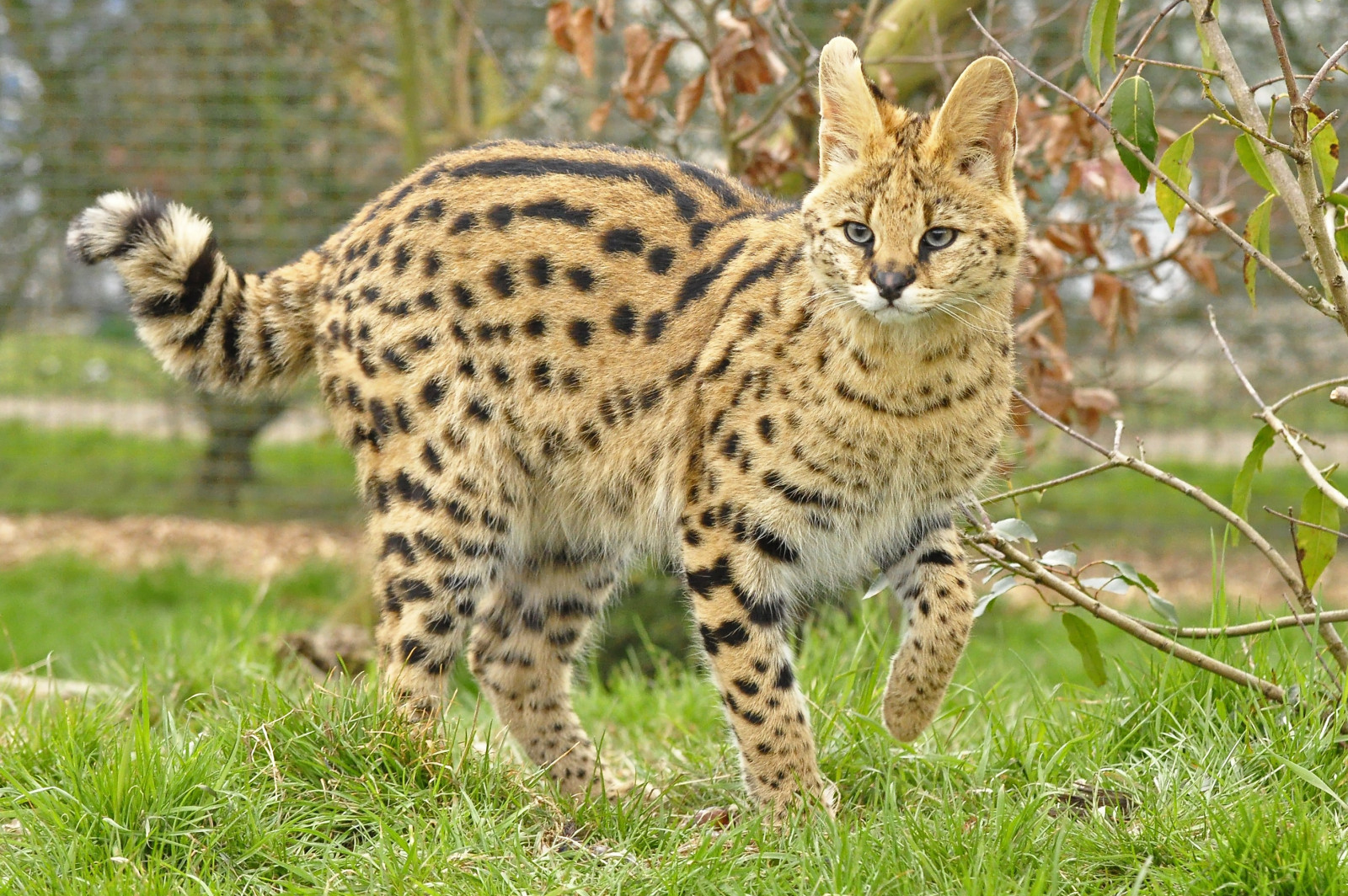 Fond d'écran Nikon, gros chats, Serval, Whf, Nikond90, Flickrbigcats