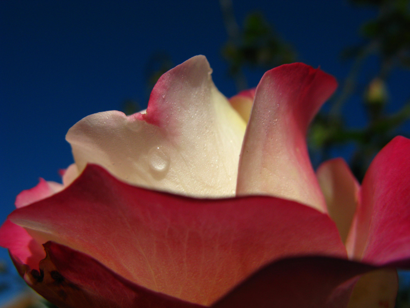 natura, rosso, cielo, macro, rosa, rosa, UK, fiore, pianta, flora, cielo blu, petalo, Essex, sfondo del computer, pianta fiorita, avvicinamento, fotografia macro, staminali vegetali, still life, rose da giardino, famiglia di rosa, ordine di rosa, goccia di rugiada, Harlow, China rose