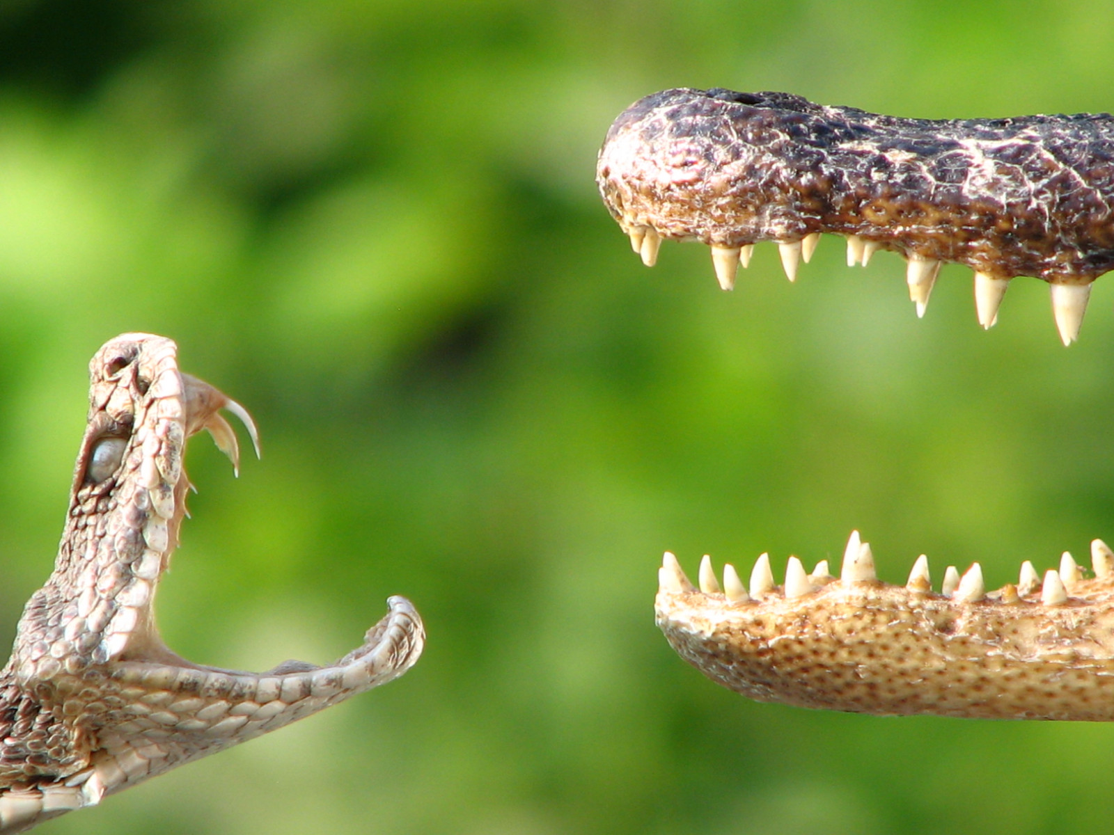 plaz, Crocodilia, Volně žijících živočichů, organismus, krokodýl, makro fotografie, tráva, krokodýl nilský