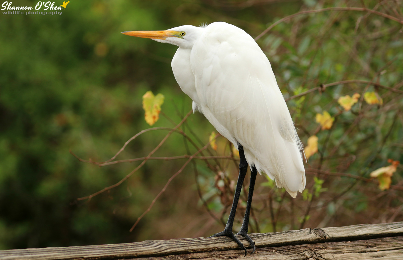 le foglie, bianca, natura, all'aperto, profilo, piume, natura, Canone, becco, Florida, Airone, cicogna, Orlando, rotaia, flickr, all'aperto, uccello, airone, flora, rami, fauna, Greategret, Uccelli acquatici, Birdyfeet, Shannonroseoshea, Gatorland, shorebird, PELECANIFORMES, canoneos80d, shannonosheawildlifephotography, shannonoshea, Shannon, wwwflickrcomphotosshannonroseoshea, canon80d, gambe magre, 80d, eos80d, canon100400mm14556lisiiusm, ciconiiformes, alligatorbreedingmarshandwadingbirdrookery, airone bianco maggiore, yellowleaves, Lores, Piantagione di allevamento