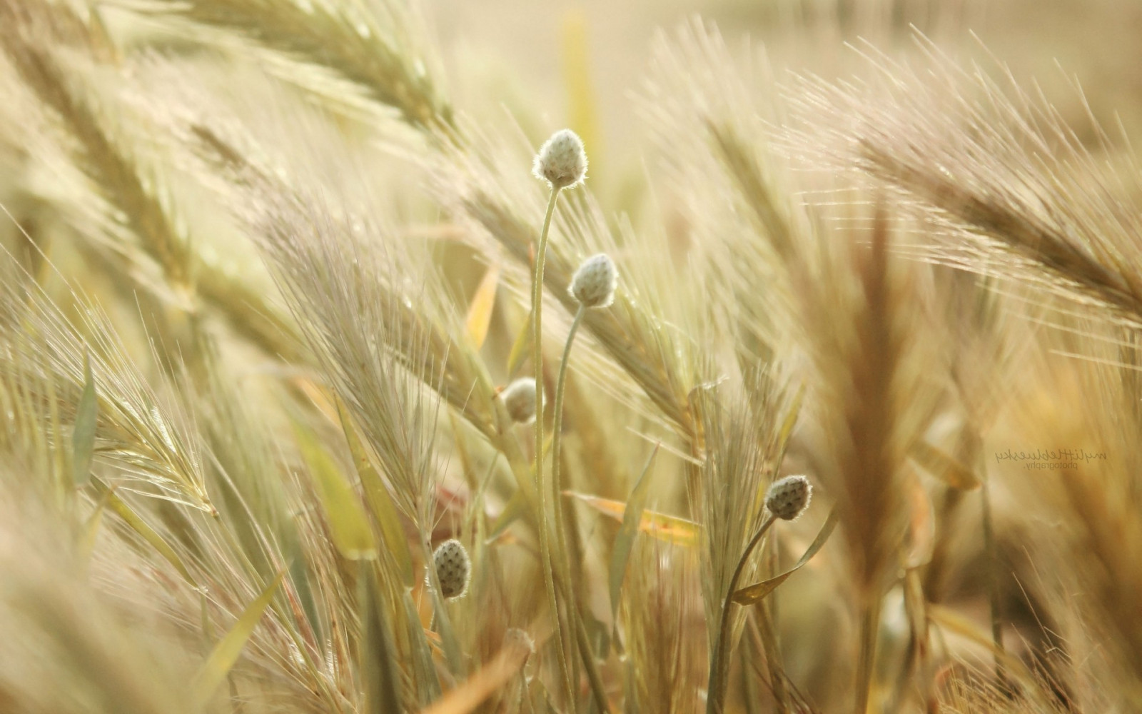 jídlo, Příroda, tráva, pole, klásky, pšenice, Žito, obilnina, ječmen, rostlina, zemědělství, 1920x1200 px, oříznutí, suchozemská rostlina, kvetoucí rostlina, zblízka, tráva rodina, závod stonek, potravy zrní, zboží, einkorn pšenice, triticale, emmer, Hordeum