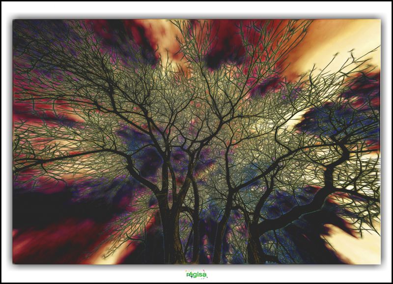 psikologi delique,pohon,psychedelic,arbre,Bollezeele