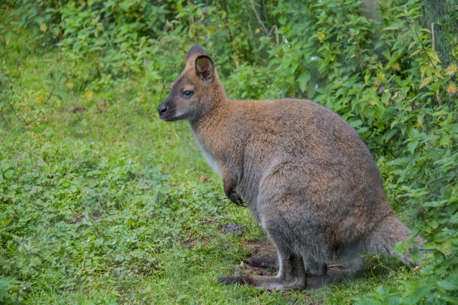 dyreliv, Danmark, wallaby, danmark, exif model canoneos760d, geocountry, kamera gør kanon, geocity, kameramodel canoneos760d, exif isospeed 250, geostate, geolocation, exif linse efs18200mmf3556is, exif åbning 56, exif gøre kanon, exif focallength 100mm, fugleparken, Græsted, kænguru, k Nguru, fauna, pattedyr, hvirveldyr, pungdyr, moskus rådyr, Macropodidae