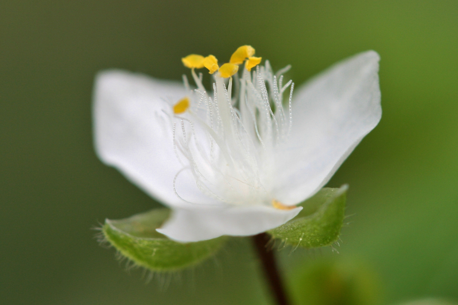 blomster, natur, fotografering, makro, grønn, Tyskland, sommer, blomstre, blad, blomst, anlegg, flora, knopp, deutschland, petal, sommer, Darmstadt, Wildflower, blumen, ivlys, botanikk, landanlegg, blomstrende plante, nærbilde, makrofotografering, plantestammen, minigarden, calochortus, dreimasterblume, 4mm, tradescantiafluminensis