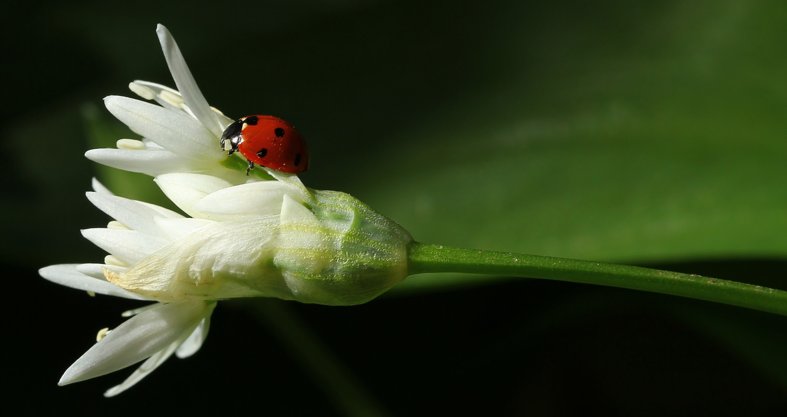 ดอกไม้, ธรรมชาติ, การถ่ายภาพ, แมโคร, แมลง, สีเขียว, สัตว์ป่า, เบ่งบาน, ดอกไม้ป่า, อังกฤษ, ด้วง, ใบไม้, ดอกไม้, ปลูก, แมลง, พืช, กลีบดอก, สัตว์ป่า, ดอกไม้ป่า, พฤกษศาสตร์, โรงงานที่ดิน, พืชดอก, ใกล้ชิด, การถ่ายภาพมาโคร, ต้นกำเนิด, สัตว์ที่ไม่มีกระดูกสันหลัง, ประวัติศาสตร์ธรรมชาติ, ค่าไถ่, 7spotladybird, flowersenglishflowers