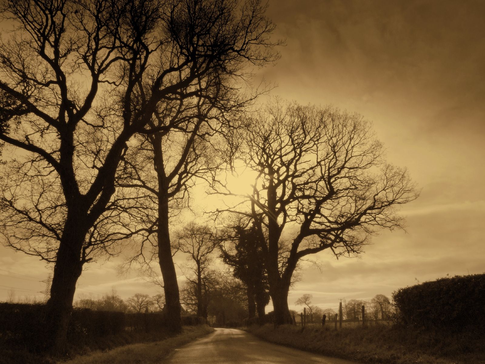 slunečnímu záření, stromy, krajina, černobílý, Příroda, nebe, zima, silnice, větev, Anglie, večer, ráno, mlha, slunce, soumrak, Spojené království, Mono, Černý a bílý, mrak, strom, podzim, mlha, svítání, rostlina, sezóna, tělesné, tma, zatraceně, aplusphoto, cheshire, andrewlee1967, focusman5, andrewlee, andylee1967, venkov, atmosférický jev, dřevina, superhearts, 5bangs