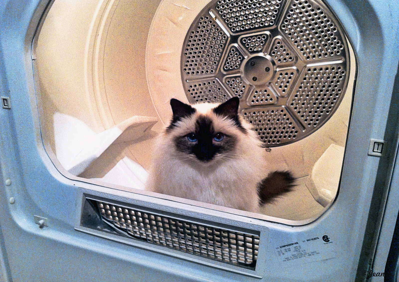 Wallpaper cat, dryer, winter, light, iPhone, iphoneography, animal