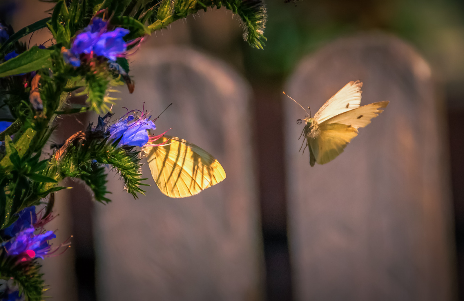 Wallpaper : moths and butterflies, insect, brush footed butterfly