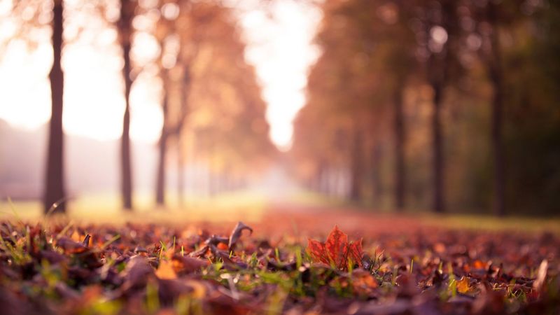 sunlight, landscape, forest, fall, leaves, depth of field sunlight, landscape, forest, fall, leaves, depth of field