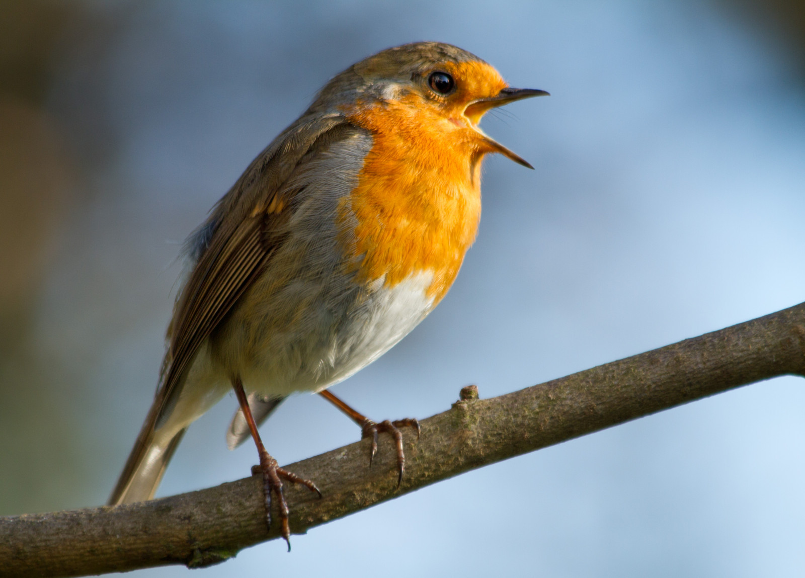 ptactvo, zahrada, Příroda, sedící, peří, větev, Anglie, letící, Volně žijících živočichů, bokeh, zobák, romantika, strom, pták, pěnkava, krása, přírodní, oko, pozorování ptáků, červenka, ave, detail, oiseau, fauna, specanimal, Aves, oiseaux, přemet, prohlížení pták, obratlovců, zblízka, kamarád, červenka obecná, Lejskovití, Brambling, slavík, Emberizidae, ornitologie, ornitologie, erithacusrubecula, europeanrobin, redbreast, flirtující, serenáda, dvorný, serenading, robinredbreast, poletování, načechral, strnad zahradní