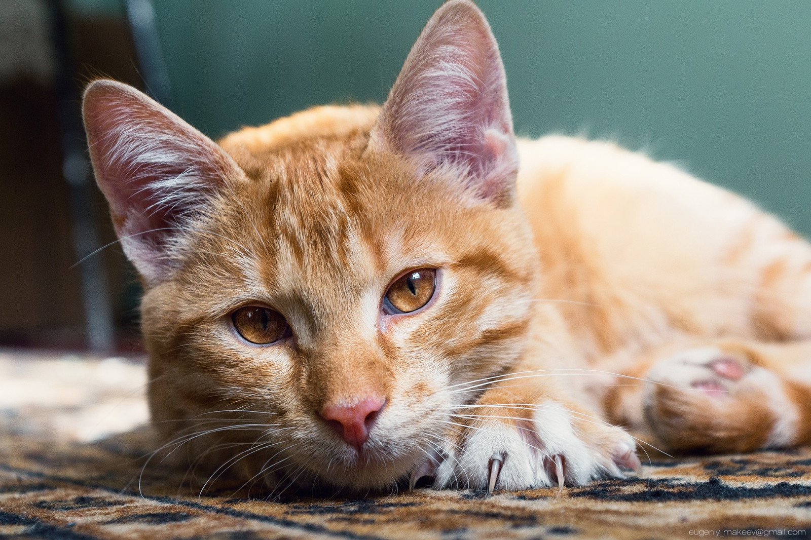 Wallpaper animals, nose, whiskers, carpets, wild cat, kitten, fauna