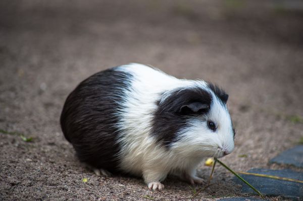 guinea pig,rodent,spotted