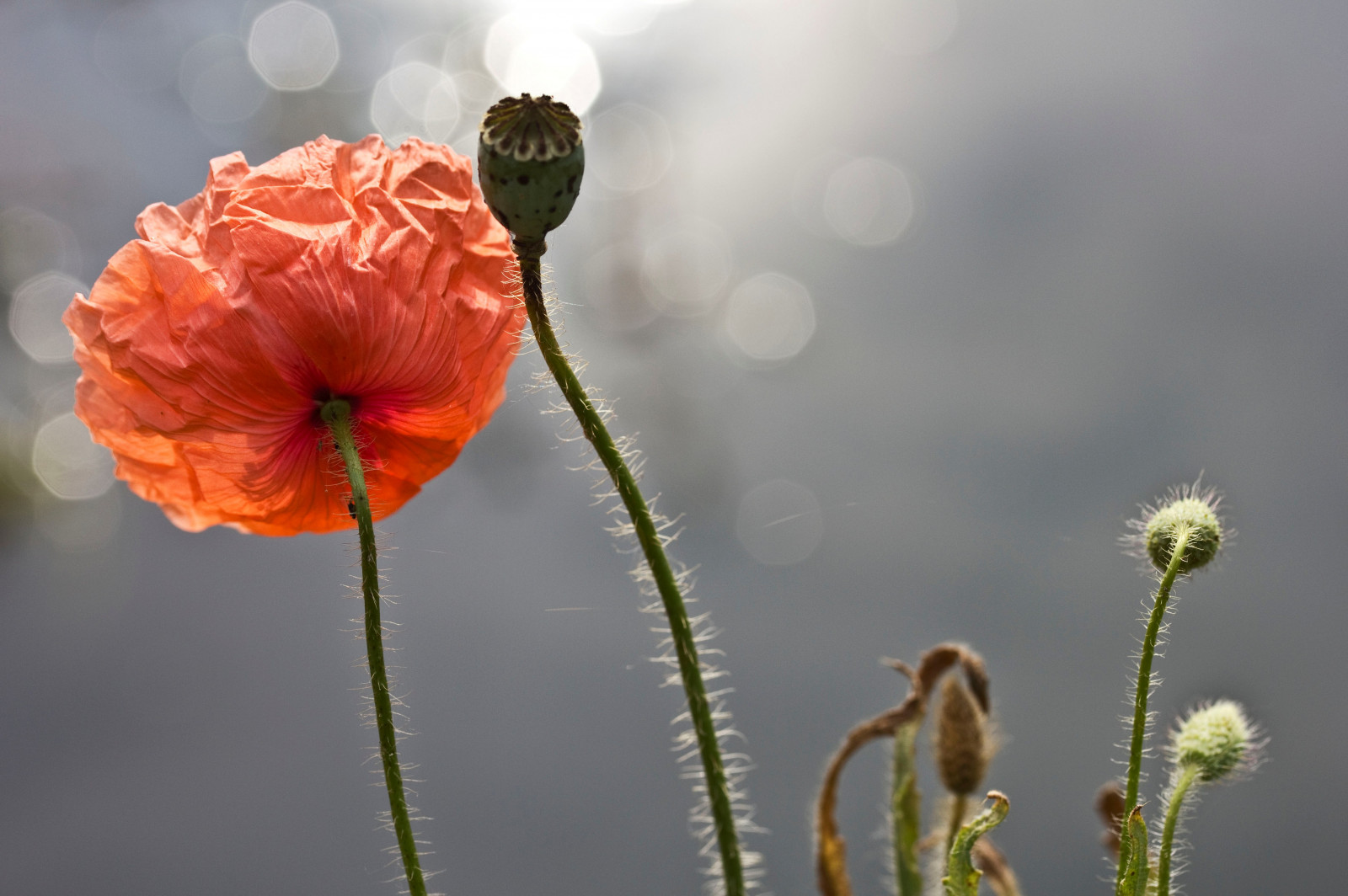 fiori, leggero, rosso, natura, natura, campagna, papaveri, Fiori, rosso, luce, Papaveri, Contro, mat56