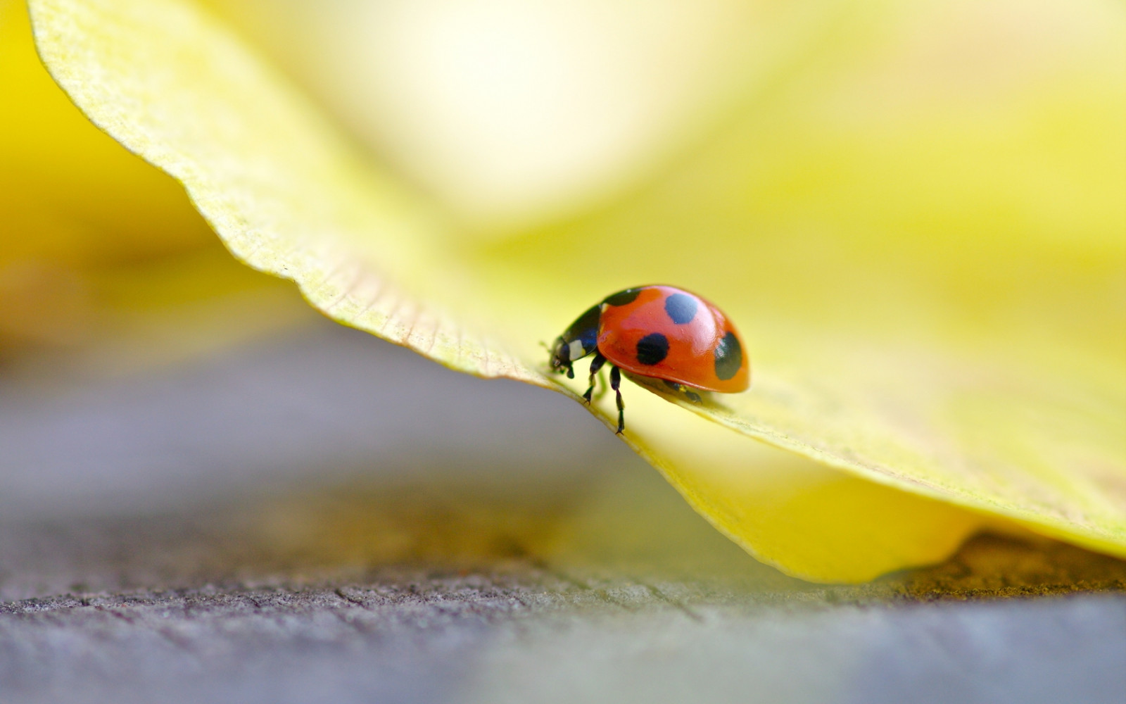 Wallpaper : ladybug, grass, light, crawling, insect 1680x1050 - goodfon ...