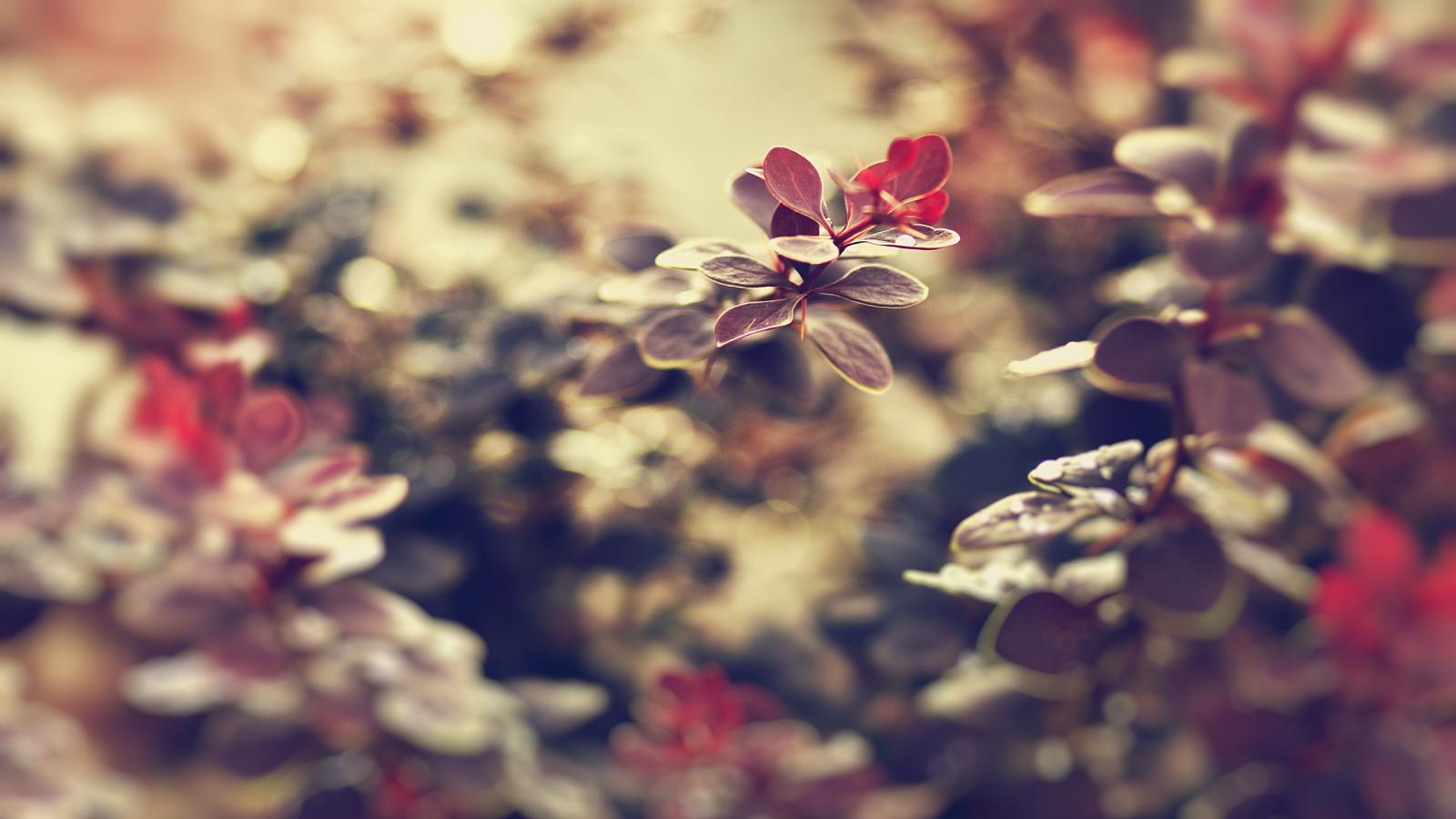 แสงแดด, ใบไม้, ความลึกของสนาม, ธรรมชาติ, สีแดง, การถ่ายภาพ, แมโคร, สาขา, ดอกซากุระ, เบ่งบาน, ฤดูใบไม้ผลิ, สี, ต้นไม้, ฤดูใบไม้ร่วง, ใบไม้, ดอกไม้, ปลูก, ฤดู, พืช, กลีบดอก, ดอกไม้ป่า, พฤกษศาสตร์, ใกล้ชิด, การถ่ายภาพมาโคร