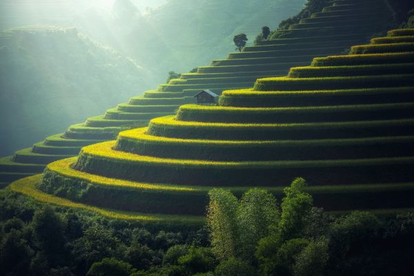 nature,hut,terraced field,rice fields,ai art