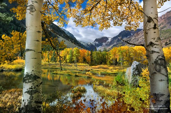 reflection,nature,yellow,leaf,tree,autumn