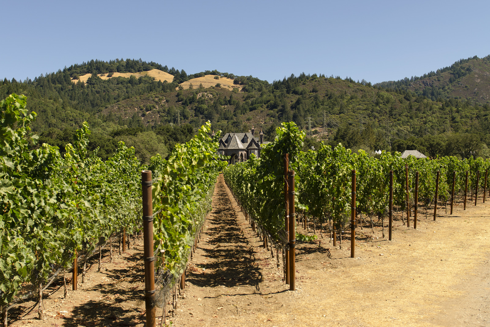 Kalifornie, ca, jídlo, Spojené státy americké, budova, architektura, nás, vinice, vinná réva, den, víno, hospodařit, země, zemědělství, Sonoma, prohlížení památek, Slunný, řádek, Průhledná, hrozny, výroba, plodiny, panské sídlo, zemědělství, tvorba, winde, toruism