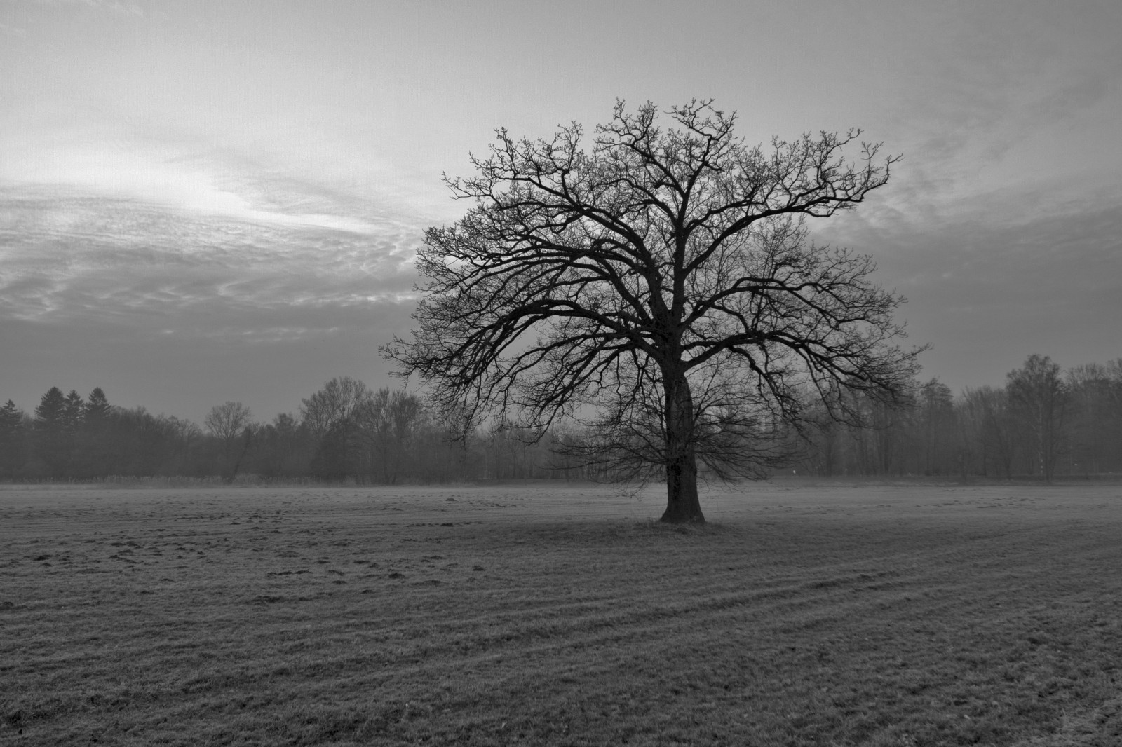 slunečnímu záření, krajina, Černá, černobílý, Příroda, tráva, nebe, sníh, zima, pole, větev, svítání, ráno, mlha, mráz, horizont, atmosféra, soumrak, dub, mrak, strom, mlha, Landschaft, počasí, svítání, rostlina, sezóna, tma, baum, venkov, atmosférický jev, Černý a bílý, monochromatické fotografování, dřevina, eiche