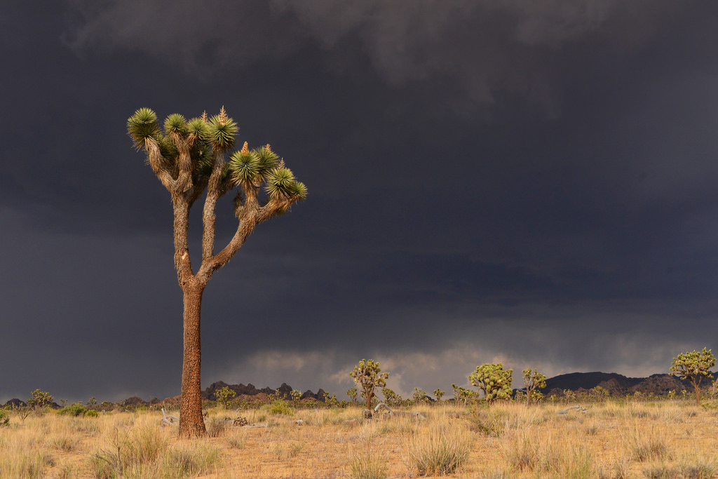 krajina, les, tráva, nebe, park, déšť, Blesk, bouřka, Volně žijících živočichů, národní park, divočina, step, mrak, strom, národní, počasí, lučina, bouřka, vegetace, národní park, prostý, prérie, počítač tapeta, ekosystém, meteorologický jev, savana, křoviny, ekoregion, joshuatree, Joshua, onetree, Černé časy, Bouřky, Joshuanationalpark, Soletree, plant community