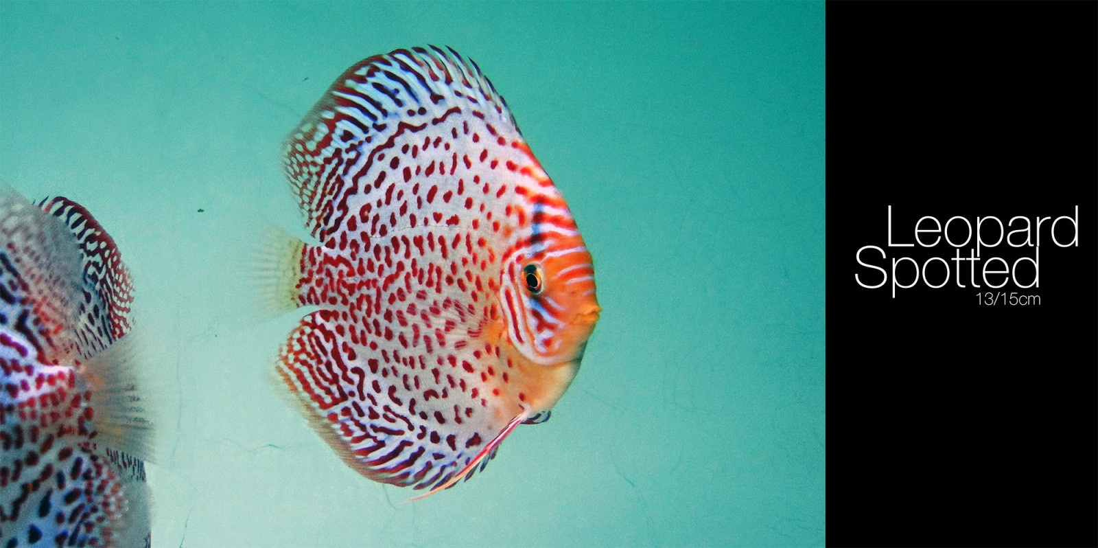 Wallpaper : coral, Discus Fish, organ, marine biology, deep sea fish ...