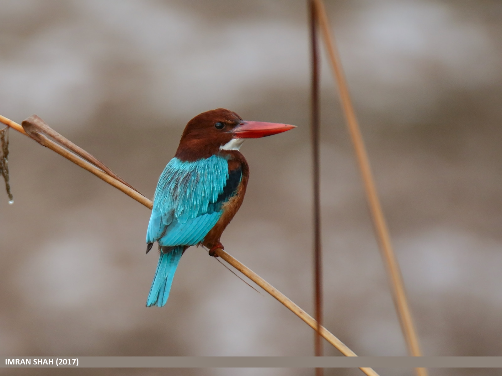 ptactvo, křídla, peří, větev, Volně žijících živočichů, Kánon, zobák, Pákistán, Tamron, pták, kolibřík, umístění, křídlo, geotagged, fauna, Paňdžáb, tagy, prohlížení pták, obratlovců, canoneos7dmarkii, tamronsp150600mmf563divcusd, druh, avifauna, kategorie, imranshah, gilgit2, Marala, sialkot, whitethroatedkingfisherhalcyonsmyrnensis, halcyonsmyrnensis