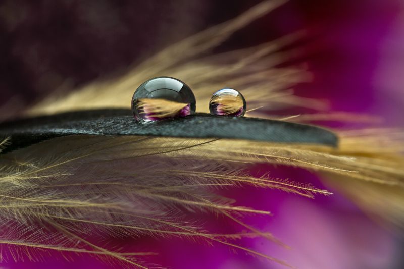 water, nature, red, reflection, photography, macro water, nature, red, reflection, photography, macro