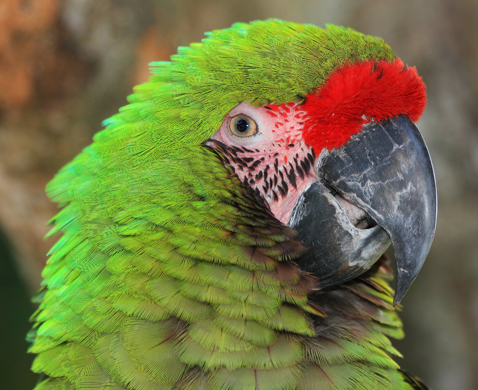 Wallpaper bird, Zoo, Orlando, Florida, military, parrot, explore, macaw, gatorland, explored