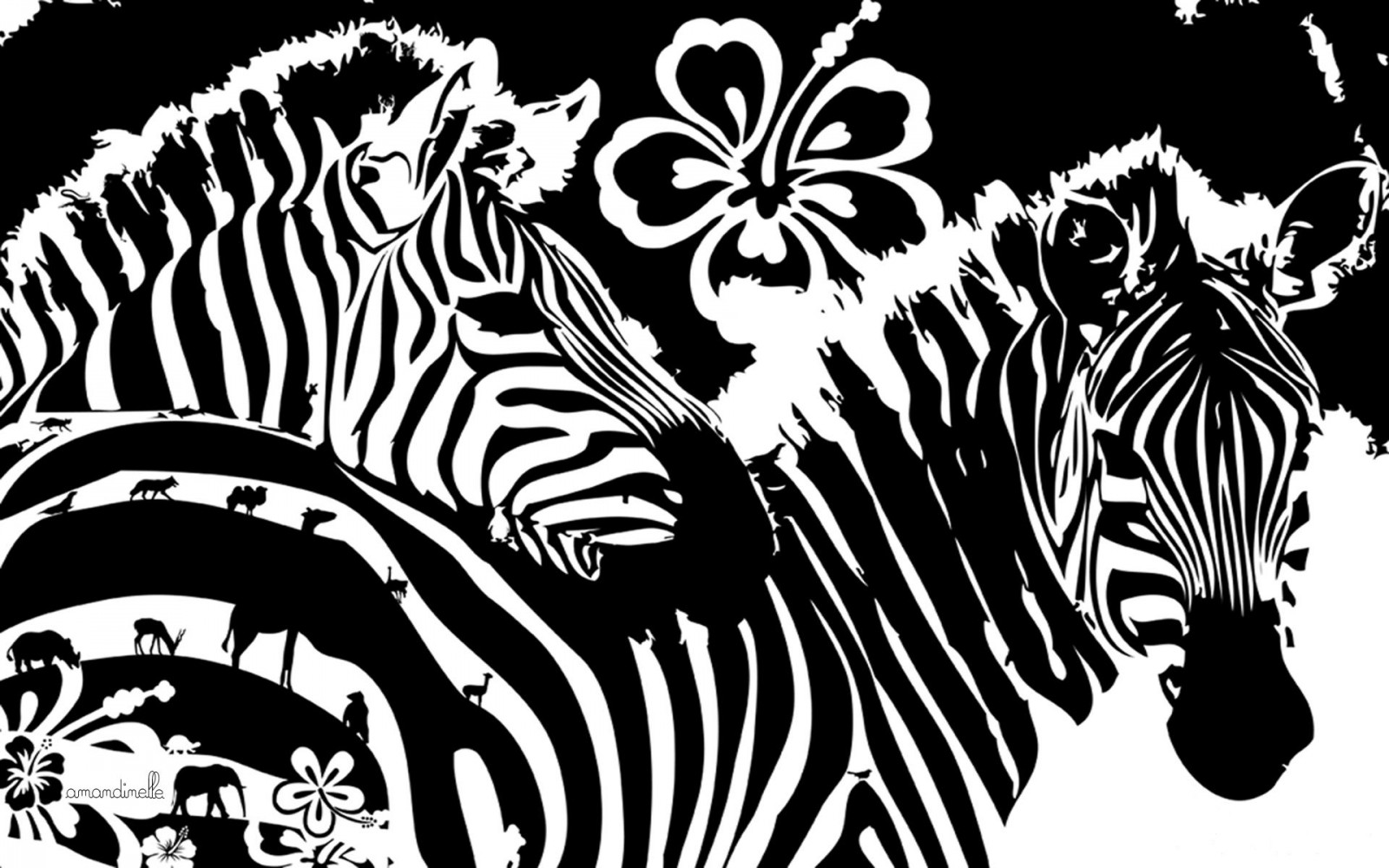 Wallpaper kuda zebra, bungabunga, baris, grafis 1920x1200 657485 HD Wallpapers WallHere