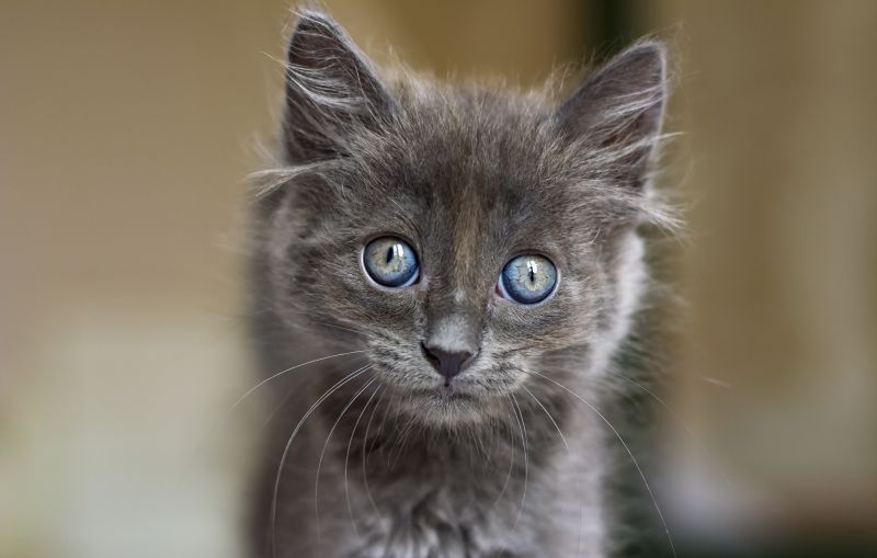 Katze, Tiere, Kätzchen, blaue Augen Katze, Tiere, Kätzchen, blaue Augen