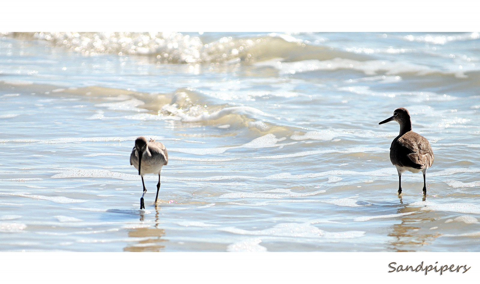 Wallpaper : fauna, shorebird, wildlife, shore, beak, water bird, crane