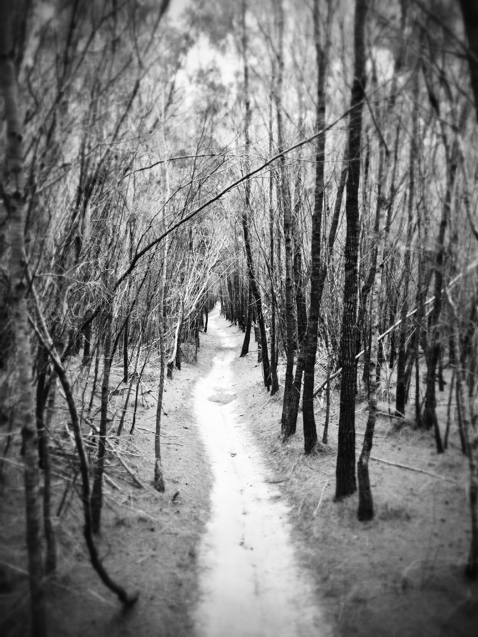 sollys, Skov, monokrom, natur, sne, vinter, afdeling, morgen, tåge, træ, blad, vejr, plante, sæson, mørke, skov, landdistrikt, levested, naturligt miljø, atmosfærisk fænomen, sort og hvid, monokrom fotografering, vedplante, 2448x3264 px