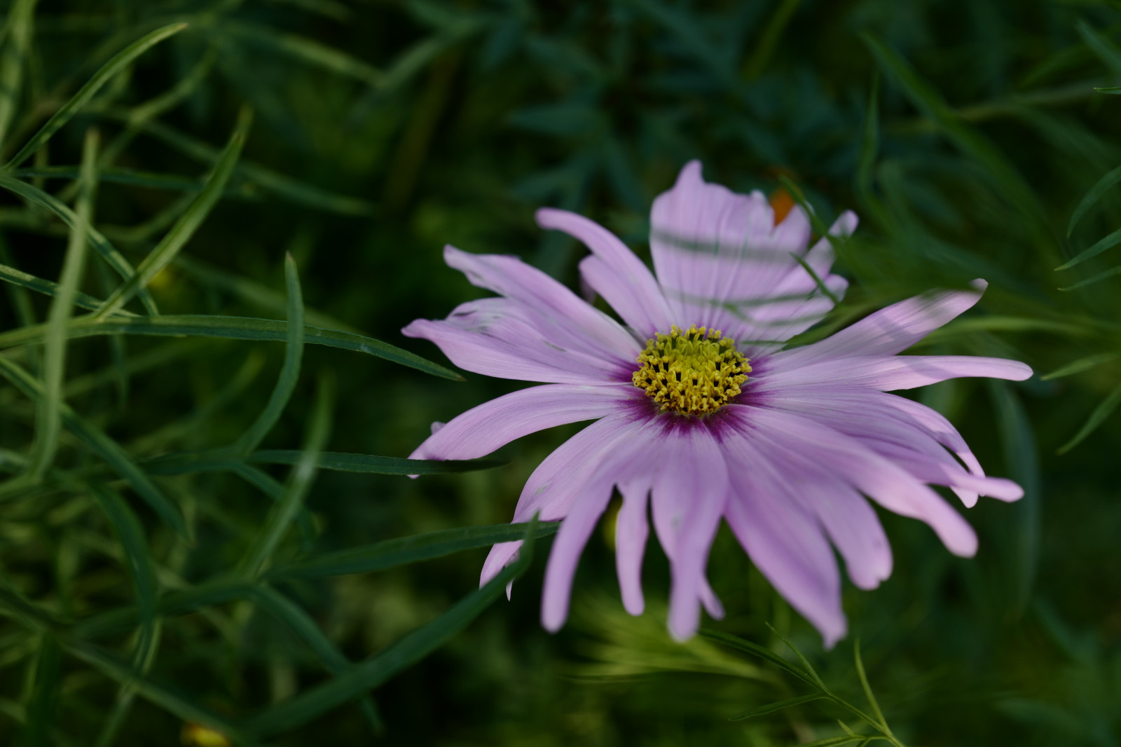 Japan, natur, græs, Mark, Leica, Tokyo, Daisy, Jp, blomst, plante, kosmos, flora, kronblad, eng, Hamarikyu, Shiodome, summilux, leicaq, summilux1728, q, 1728, wildflower, botanik, jord plante, blomstrende plante, makrofotografering, stængelplante, daisy familie, hvid okseøje, marguerite daisy