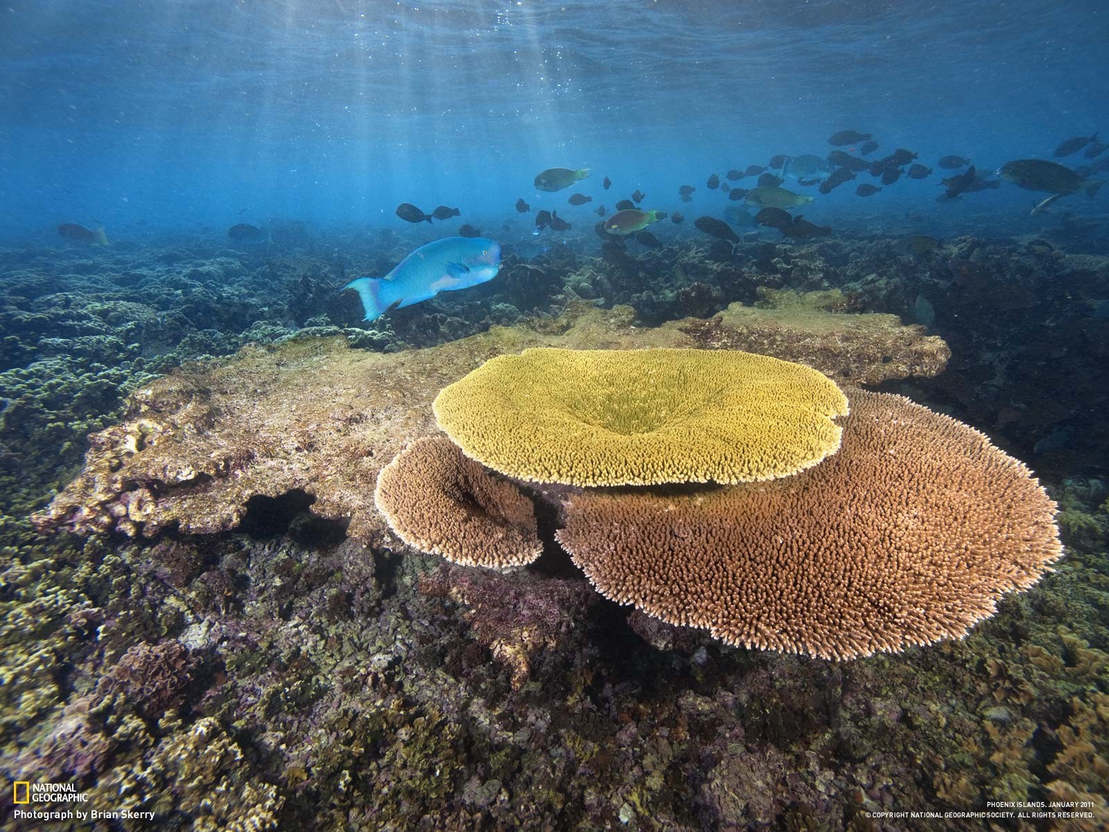 Wallpaper : sea, fish, underwater, coral reef, National Geographic