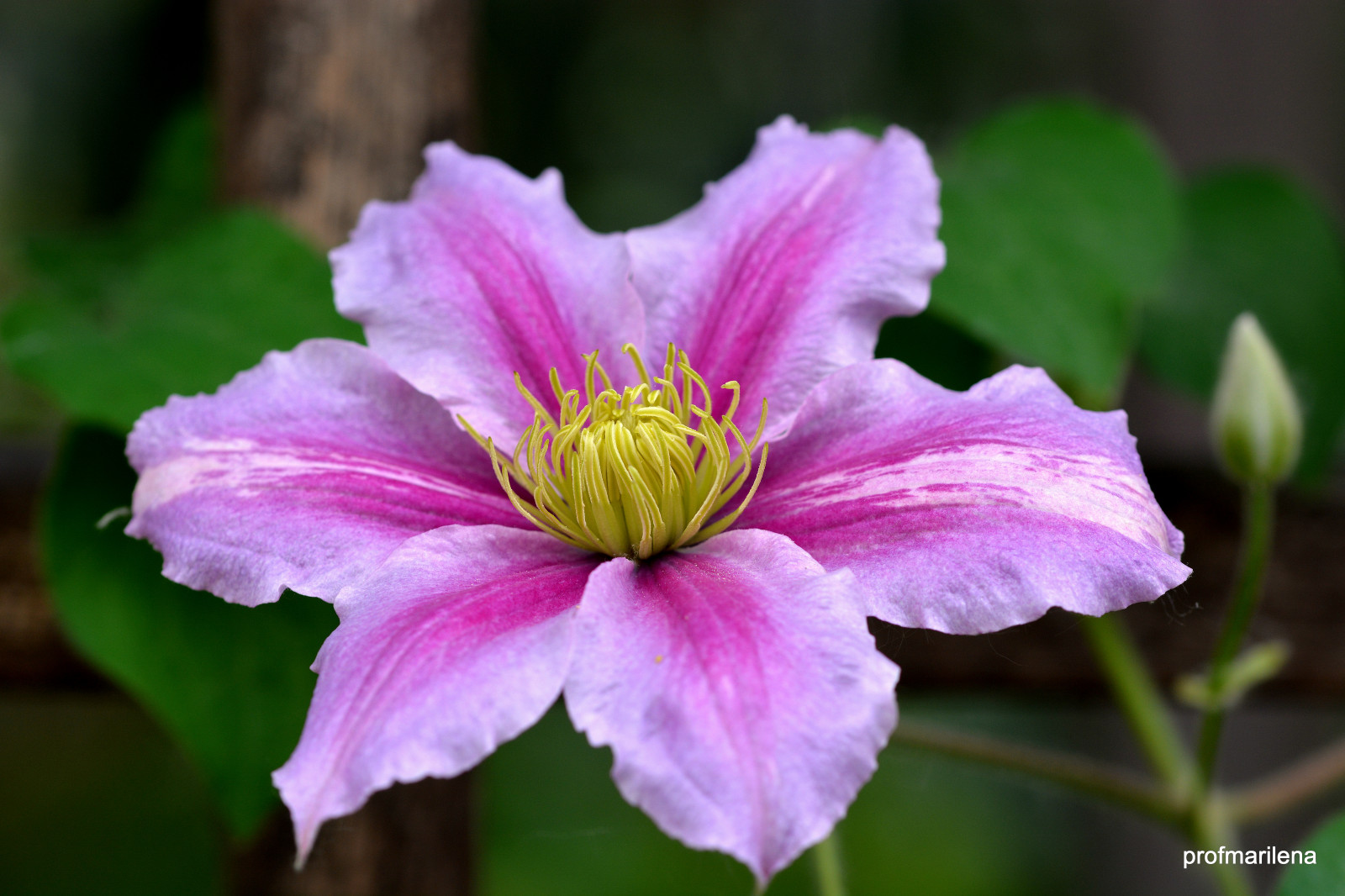 zahrada, makro, květ, růžový, klematis, UMĚNÍ, květ, rostlina, flóra, okvětní lístek, divoká rostlina, botanika, suchozemská rostlina, kvetoucí rostlina, zblízka, makro fotografie, pinkflowers, mysli růžově, marilenas