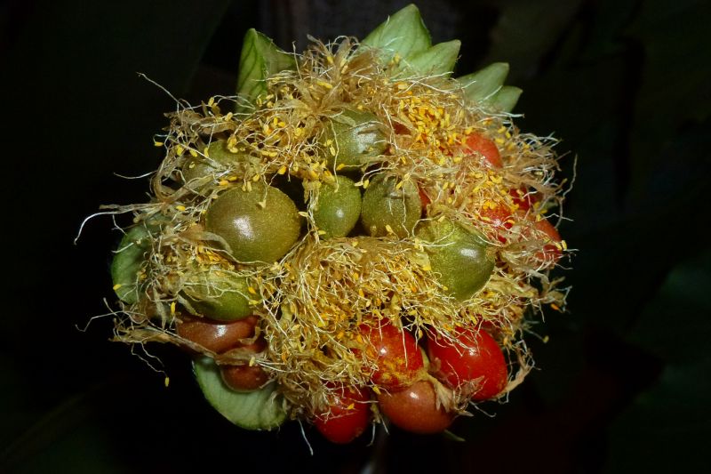 natur,blomstre,frø,blomst,flora,bl te