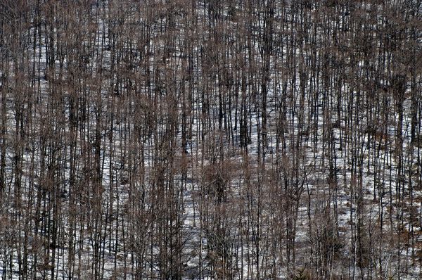 trees,lines,shadows,patterns,snow,mountains
