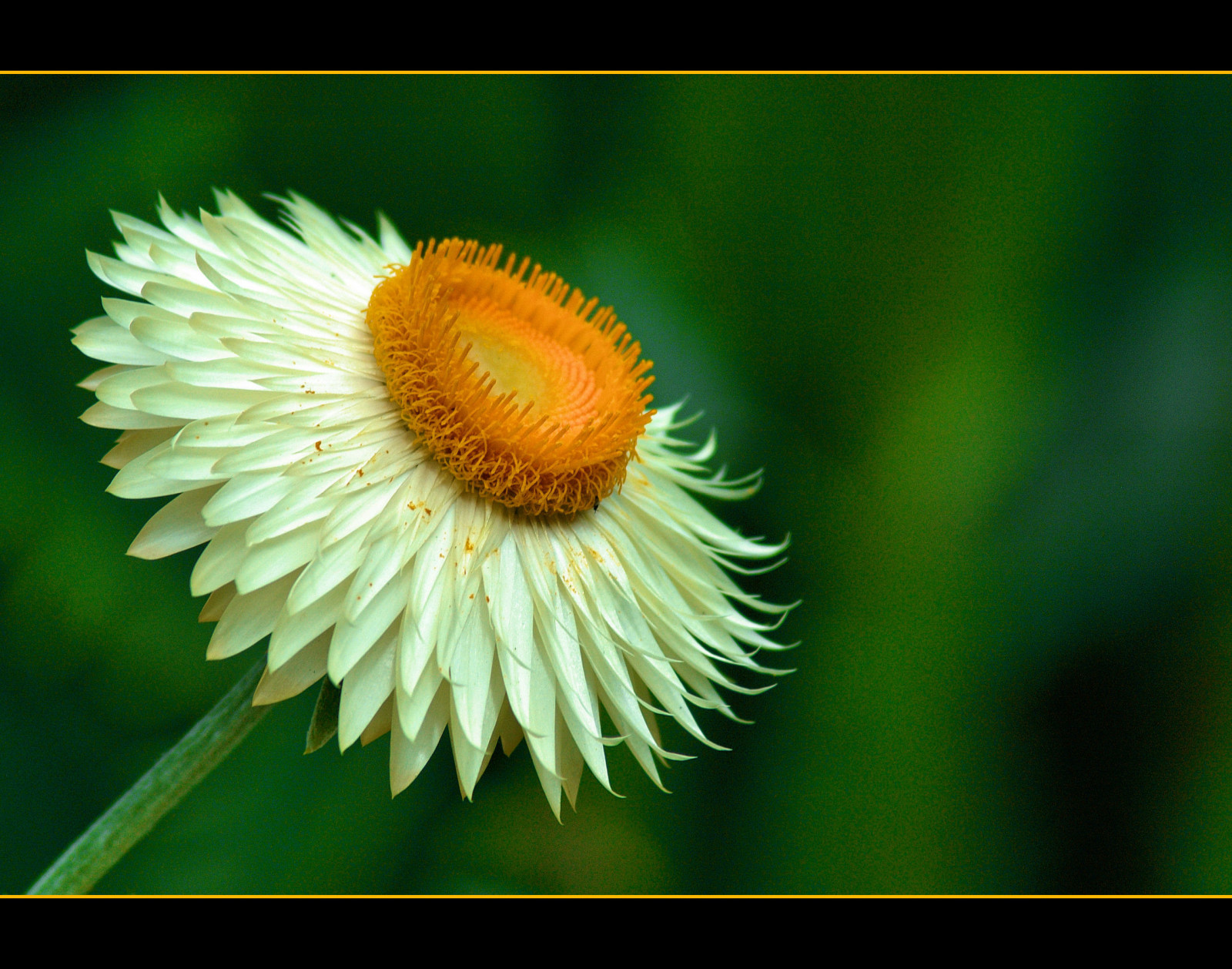 ดอกไม้, ธรรมชาติ, การถ่ายภาพ, สีเขียว, สีเหลือง, Nikon, เรณู, ดอกแดนดิไลอัน, เดซี่, ใบไม้, ดอกไม้, ปลูก, พืช, สี, bokehlicious, กลีบดอก, anawesomeshot, bej, abigfave, theperfectphotographer, Soe, theunforgettablepictures, flickrestrellas, flickrflorescloseupmacros, mimamorflowers, mywinners, golddragon, platinumphoto, ช่างภาพเพชร, blueribbonwinner, goldstaraward, colorphotoaward, thechallengefactory, damniwishidtakenthat, goldenglobe, supershot, ยอดเยี่ยม, ดอกไม้ป่า, paololivornosfriends, ysplix, flowerotica, dragondaggerphoto, flickrnature, mallmixstaraward, ดอกไม้ที่ยอดเยี่ยม, auniverseofflowers, dragondaggerphot, tbfscontest14posteditflowersoct08, พฤกษศาสตร์, โรงงานที่ดิน, พืชดอก, ใกล้ชิด, การถ่ายภาพมาโคร, ต้นกำเนิด, ครอบครัวเดซี่
