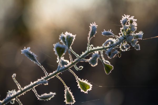 nature,winter,photography,macro,branch,cold
