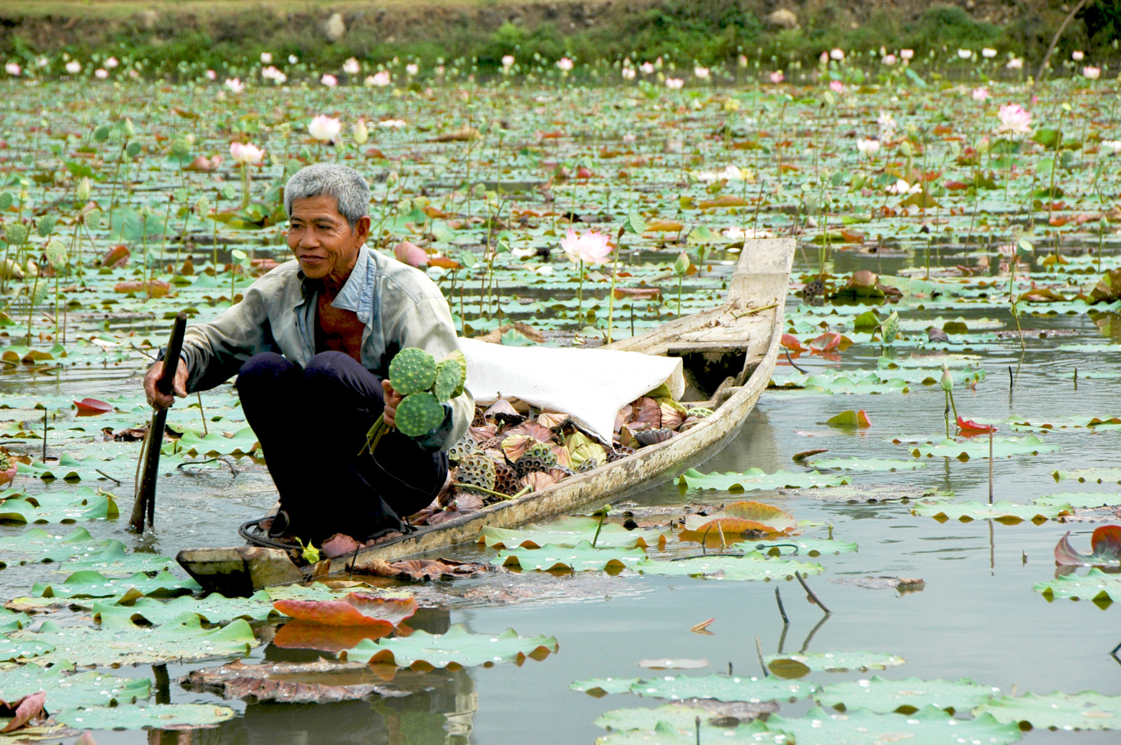 sø, mand, blomst, Asien, Cambodge, Cambodja, Lotus, lac, asie, homme, pecheur, kompongcham