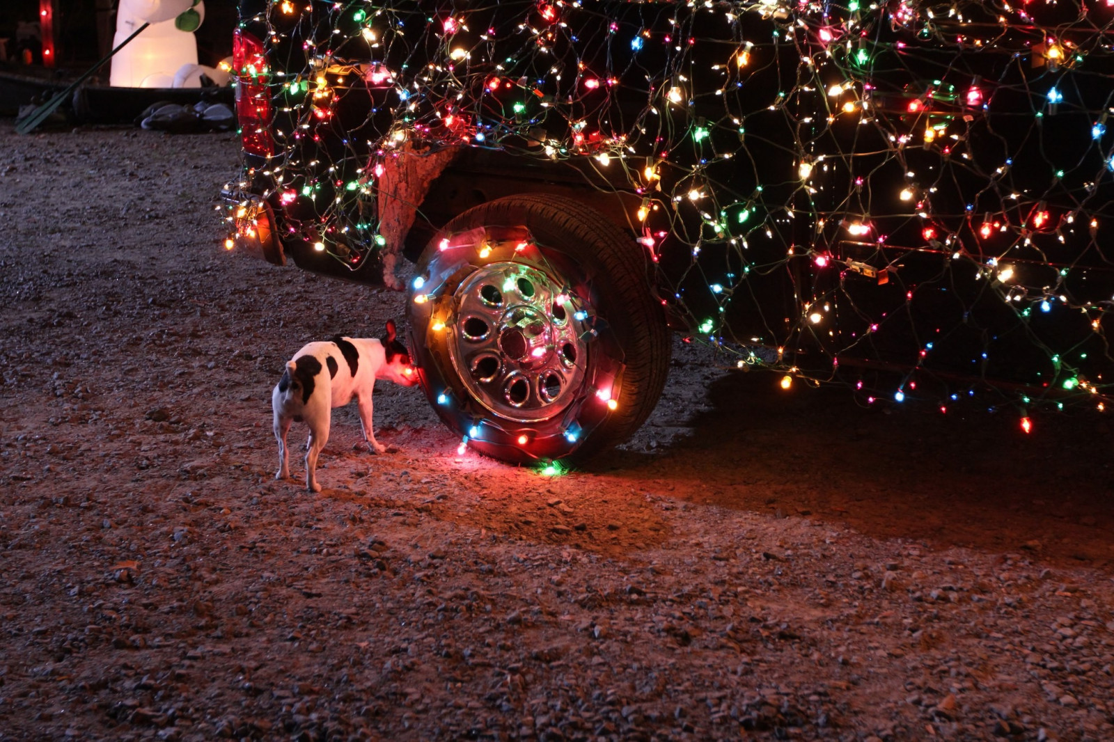 Wallpaper night, car, dog, Christmas, holiday, christmas lights