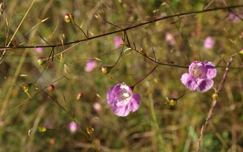 květiny, Příroda, větev, slunečnímu záření, květ, jaro