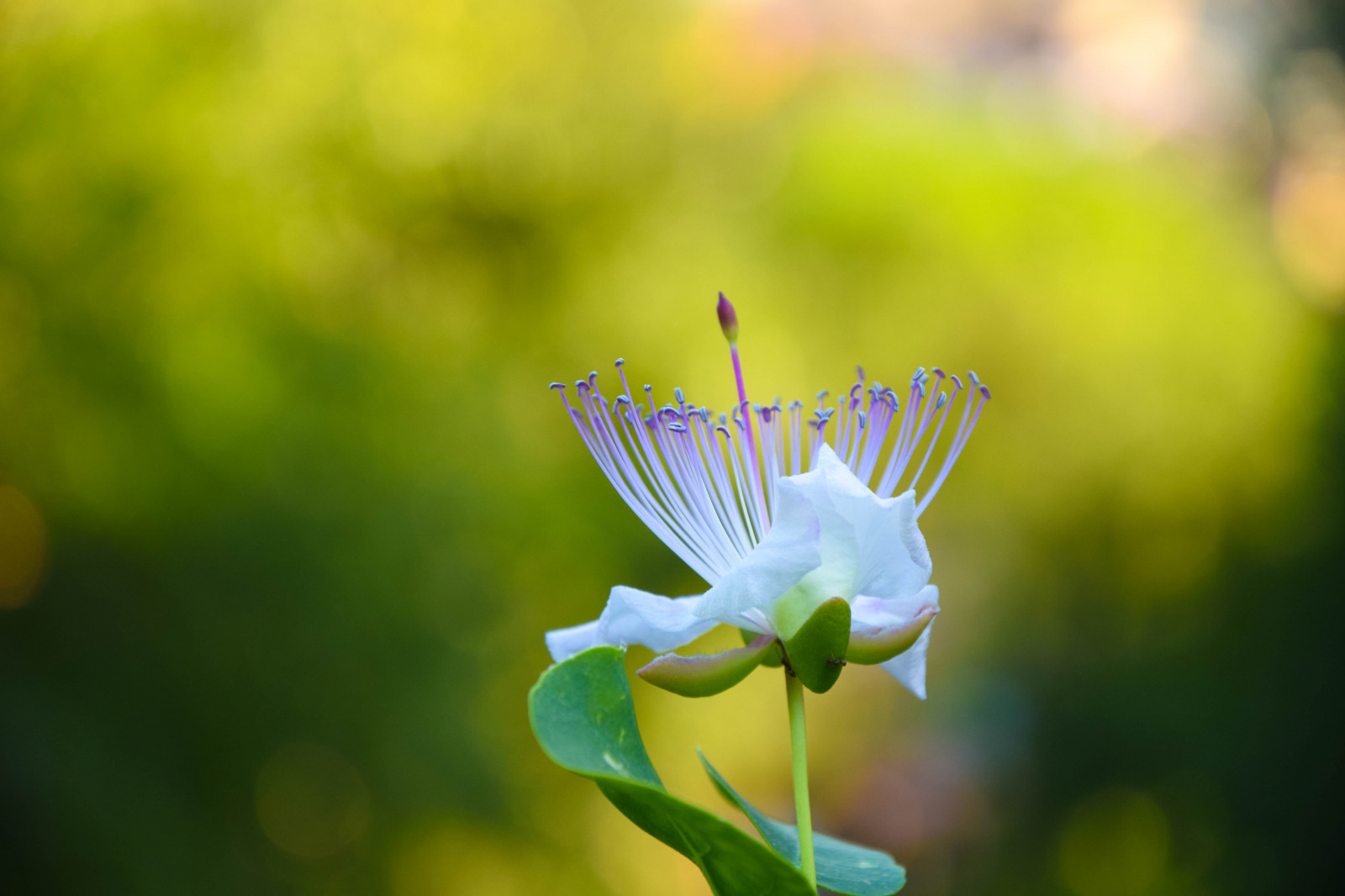 slunečnímu záření, květiny, zahrada, město, Itálie, architektura, starověký, Příroda, tráva, fotografování, motýl, hmyz, zelená, žlutý, květ, Evropa, Řím, list, květ, rostlina, flóra, rom, pradávné město, roma, villaborghese, okvětní lístek, louka, fauna, divoká rostlina, počítač tapeta, botanika, zblízka, makro fotografie, závod stonek, bezobratlý