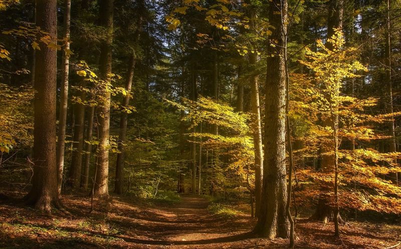 1500x933 px,landskap,falla,skog,natur,väg
