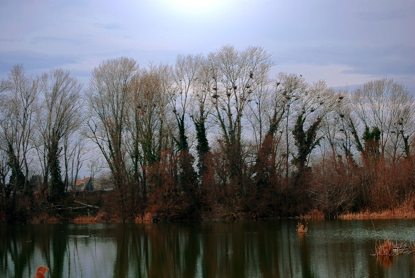 Wallpaper trees, landscape, forest, Italy, lake, water, nature, red