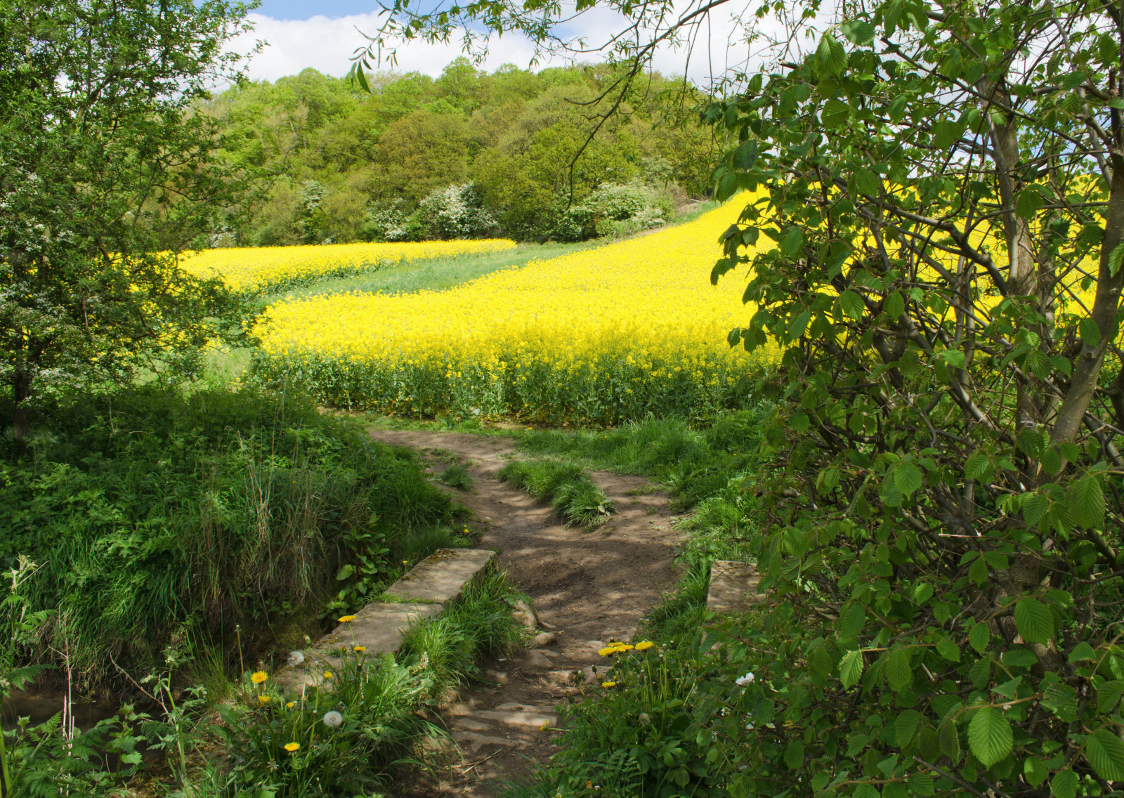 stromy, krajina, listy, zahrada, Příroda, tráva, nebe, rostliny, pole, žlutý, most, hospodařit, Nikon, cesta, jaro, Drsný, olistění, řepkového, strom, květ, lučina, rostlina, barvitý, pole, barvy, vegetace, řepka, zemědělství, louka, plantáž, D5100, divoká rostlina, prérie, oříznutí, oilseedrape, venkov, keř, zeleň, brassica, křoviny, hořčice závod, brassica rapa, hořčice a zelí rodina, yellowflowers, newmillerdam, plant community